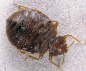 UK bed bugs on the increase