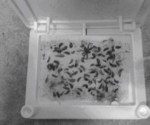 Warm Winter Provides Ideal Conditions For Crawling Insects