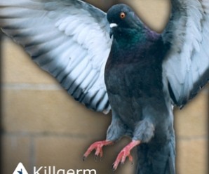 Feral Pigeons A Real Threat To Public Health