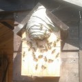 Wasps Nests – Spring is just around the corner