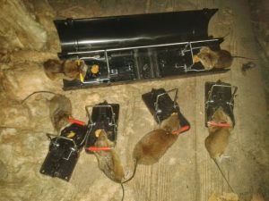 rodent traps