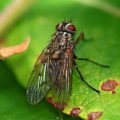 Warm Temperatures Provoke Cluster Fly Activity