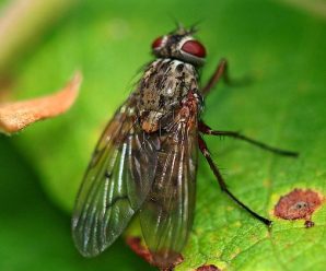 Warm Temperatures Provoke Cluster Fly Activity