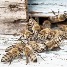 Increases in Bees, Wasps and Hornets