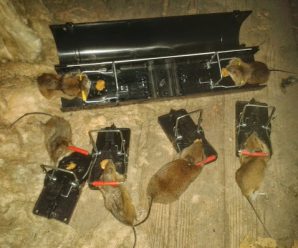 Cold Weather Drives Rodents Indoors